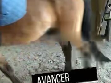 Le projet Cheval se déroule en classe de 4eme. Ce projet permet aux jeunes de remettre le pied à l'étrier dans leurs apprentissages scolaires. Pendant...